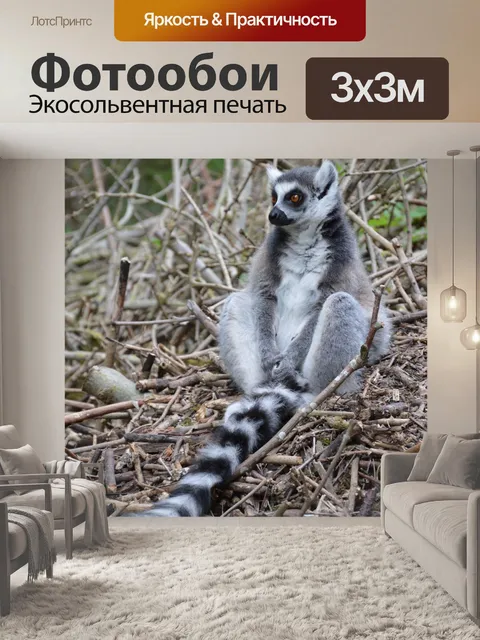 Фотообои Кольцо хвостом Лемуры +1