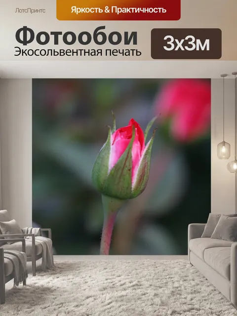 Фотообои Бутон розы любви
