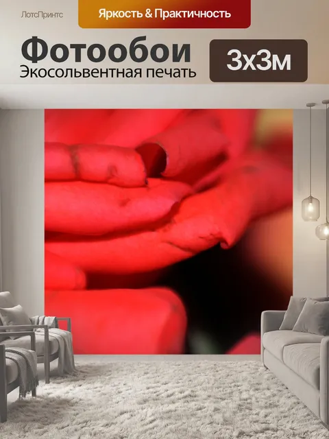 Фотообои Красная роза макрос фоне 3
