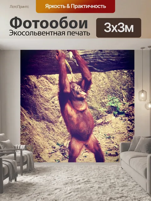 Фотообои Обезьяна шимпанзе в открытом зоопарке