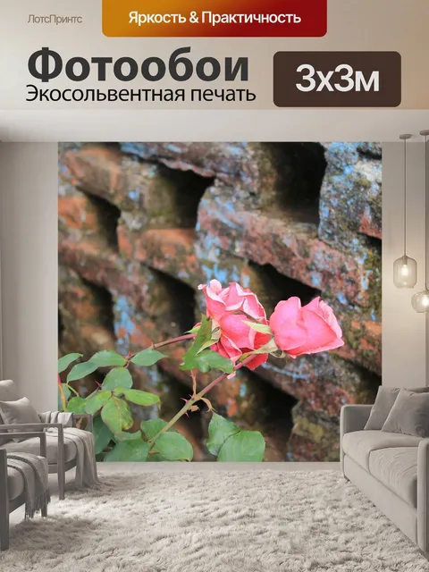 Фотообои Роза