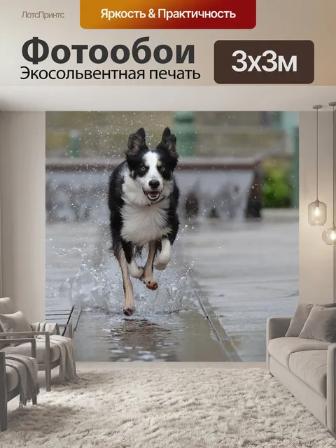 Фотообои Бордер-колли