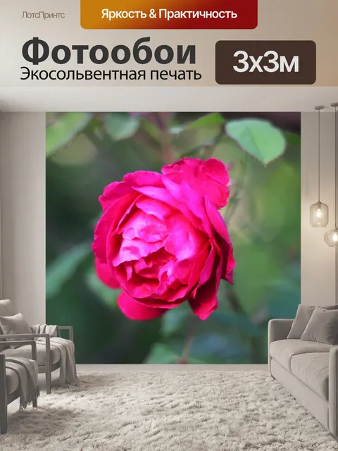 Фотообои Розы