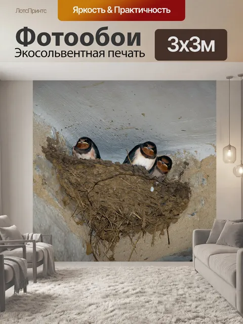 Фотообои Ласточки, ласточкино гнездо, птица