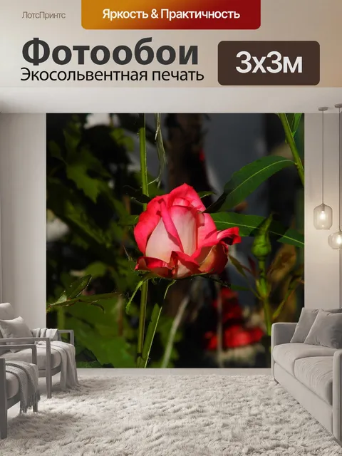 Фотообои Роза