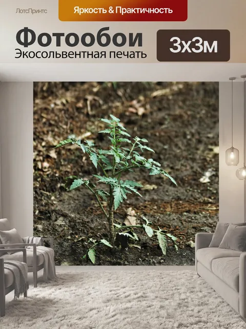 Фотообои Молодые помидоры в саду