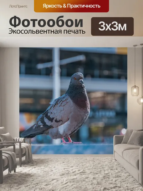 Фотообои Голубь