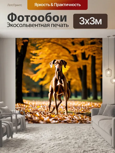 Фотообои фотография гибрида салюки на фоне осеннего парка, покрытого золотыми листьями