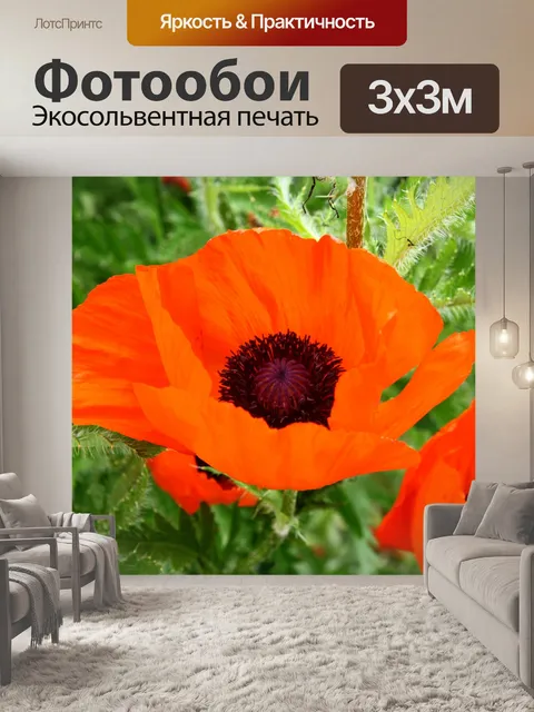 Фотообои Красивая Маки Цвет Оранжевый