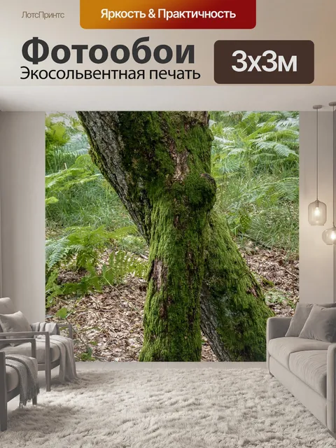 Фотообои Корень