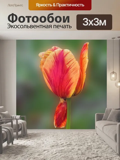 Фотообои Тюльпан