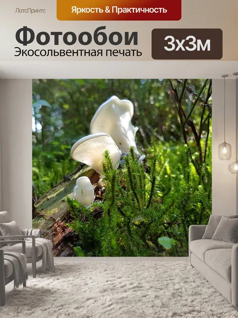 Фотообои Гриб