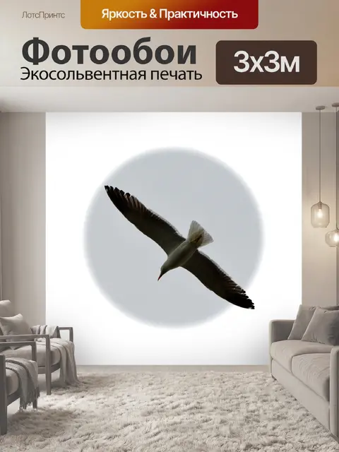 Фотообои Полет чайки