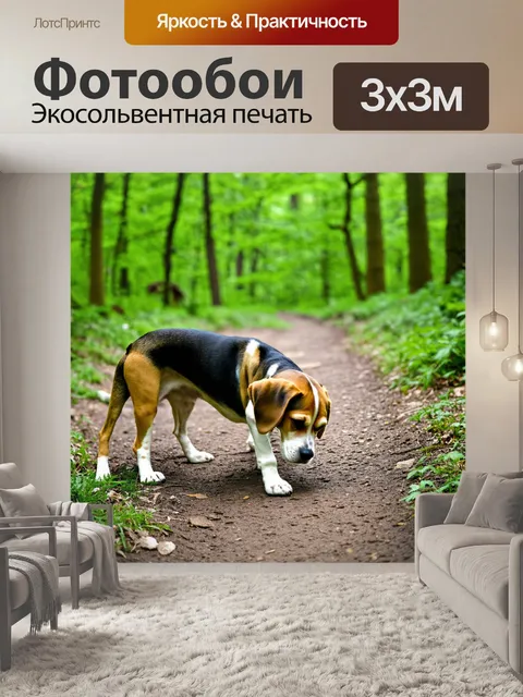 Фотообои собака бигль, принюхающаяся к земле на тропе в лесу, вокруг зелёные деревья