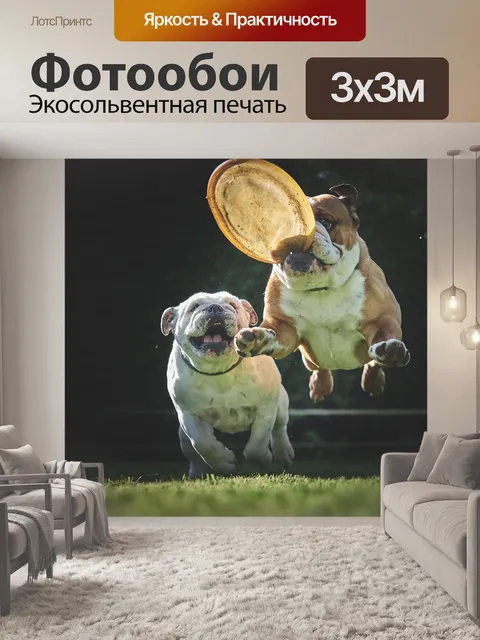 Фотообои Бульдог