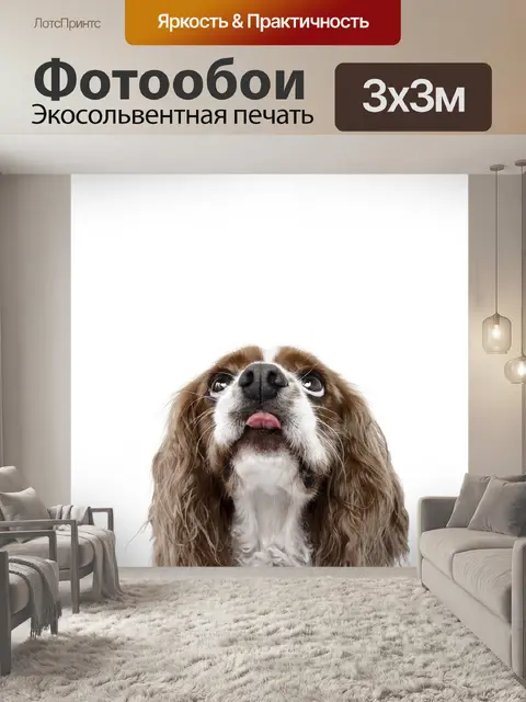 Фотообои Собака