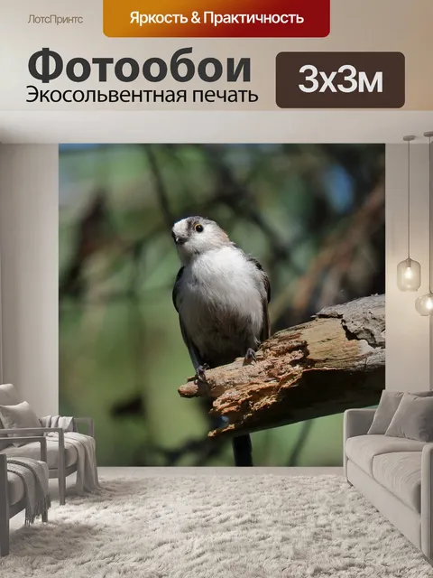 Фотообои Животное