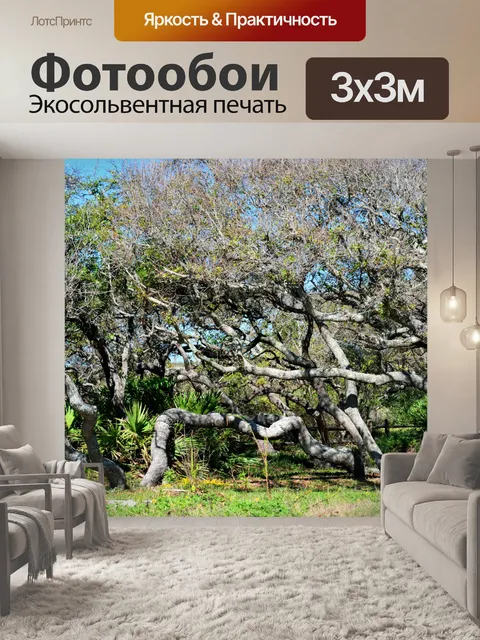 Фотообои Деревья гамака