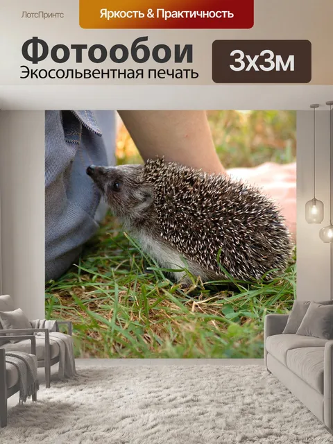 Фотообои Еж