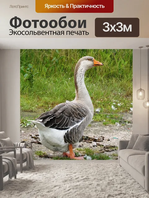 Фотообои Гусь