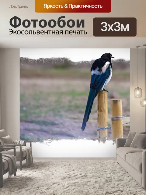 Фотообои черная сорока