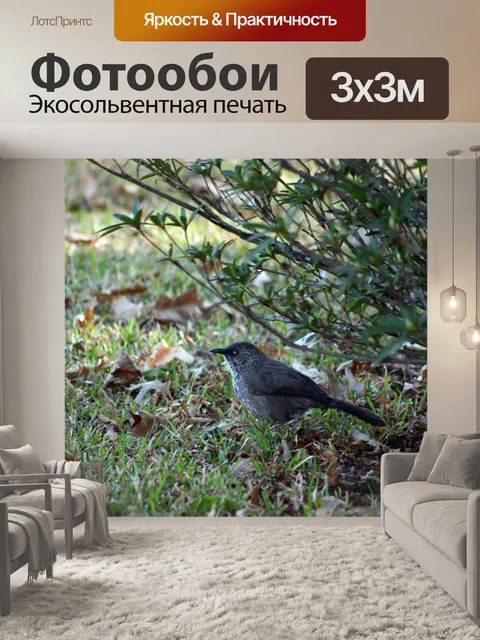 Фотообои Птица