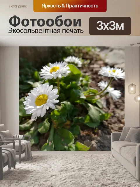 Фотообои Маргаритки