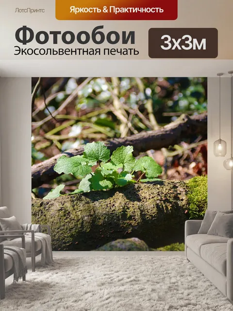 Фотообои Лес