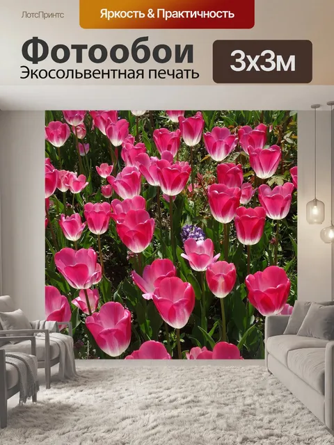 Фотообои Тюльпаны