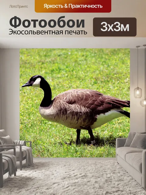 Фотообои Гусь на траве