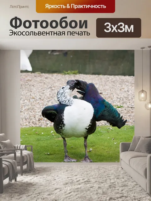 Фотообои Утка уход Оперение