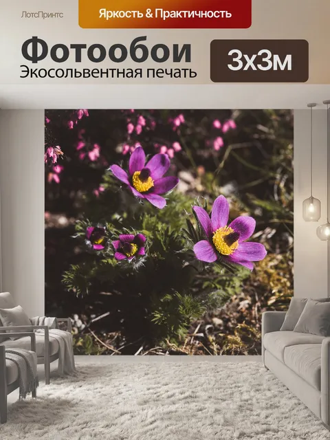 Фотообои Анемоны
