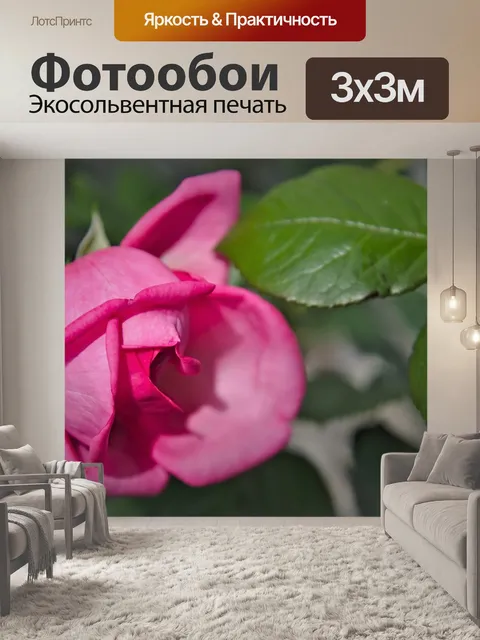 Фотообои Роза