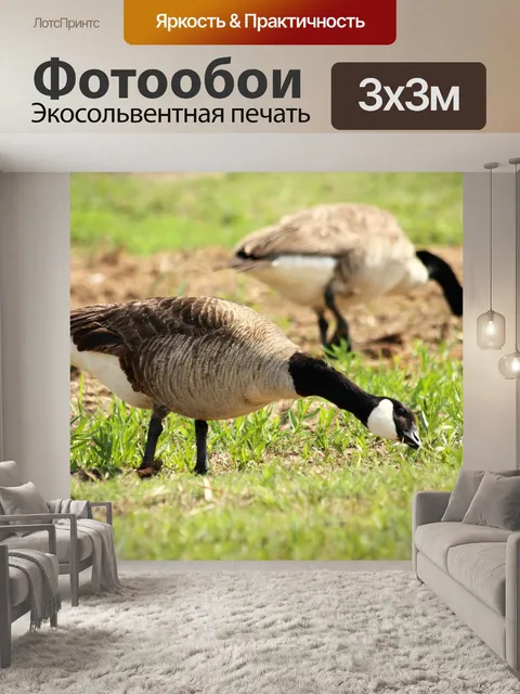 Фотообои Канадские гуси травы травы