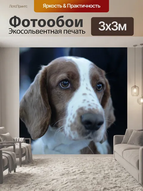 Фотообои Собака
