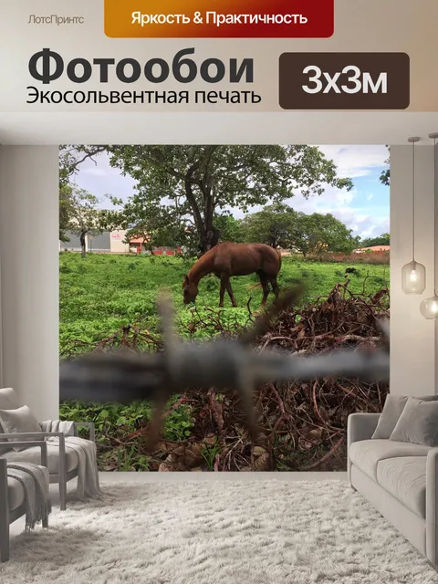 Фотообои Лошадь