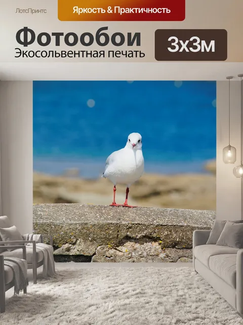 Фотообои Черноголовая чайка