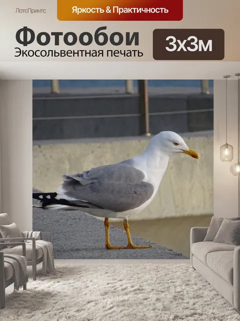 Фотообои Птица