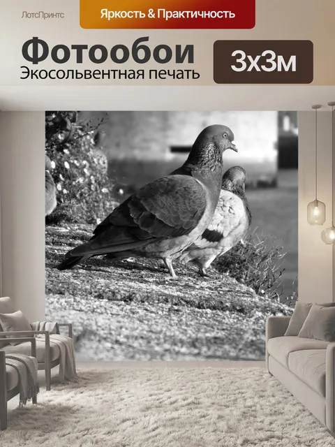 Фотообои Голубь обыкновенный