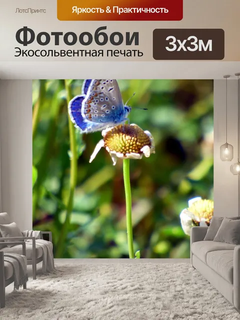 Фотообои Бабочка