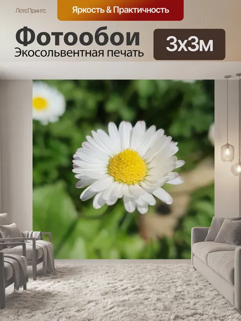 Фотообои Маргаритки