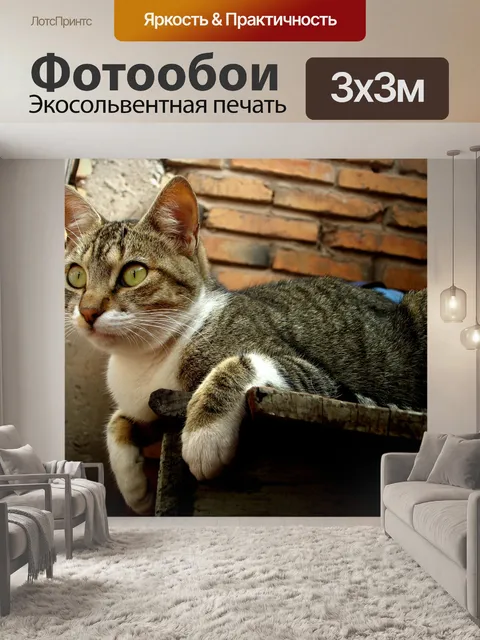 Фотообои Кот