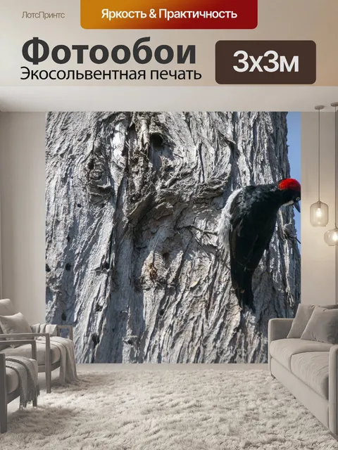 Фотообои Дятел