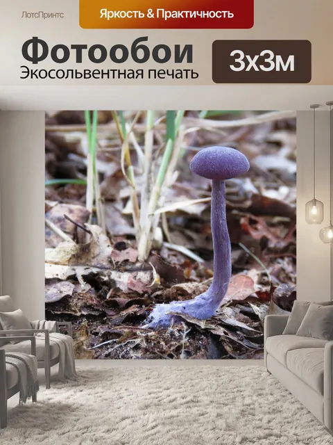 Фотообои Гриб
