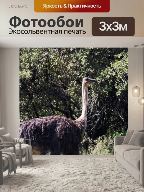Фотообои серая птица страуса