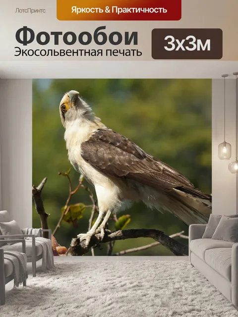 Фотообои Рыба орла