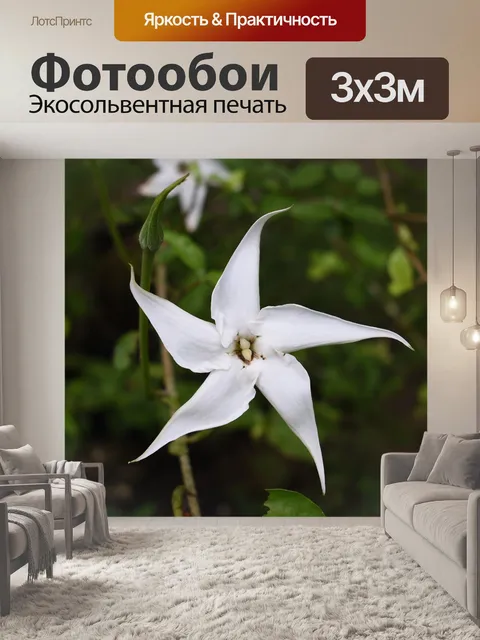 Фотообои Звезда