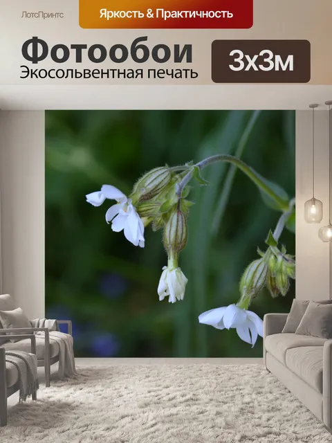 Фотообои Маленькие белые цветы