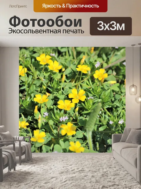 Фотообои Желтый стройный древесный соррель Крупны