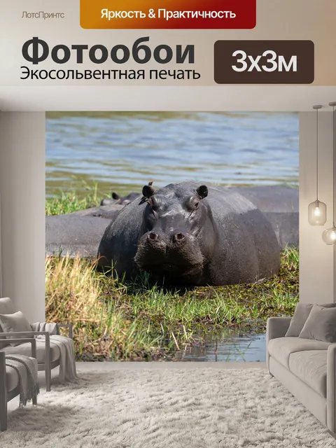 Фотообои Бегемот